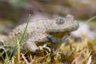 Gelbbauchunke (Bombina variegata )