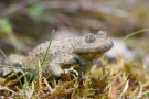 Gelbbauchunke (Bombina variegata)