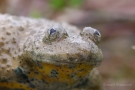 Die Gelbbauchunke (Bombina variegata) hat herzförmige Pupillen