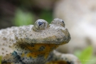 Die Gelbbauchunke (Bombina variegata) hat herzförmige Pupillen