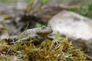 Gelbbauchunke (Bombina variegata )