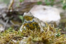 Gelbbauchunke (Bombina variegata)