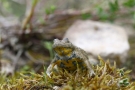 Gelbbauchunke (Bombina variegata)