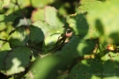Laubfrosch (Hyla arborea) in den Niederlanden