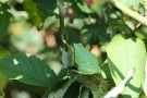 Laubfrosch (Hyla arborea) in den Niederlanden