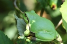 Ein ziemlich fetter Laubfrosch (Hyla arborea)