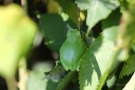 Laubfrösche (Hyla arborea) sind in ihrer Umgebung gut getarnt