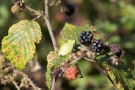 Manche Laubfröschen (Hyla arborea) sind nicht viel größer als eine dicke Brombeere