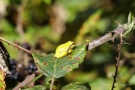 Ein Brombeerblatt bietet den kleinen Laubfröschen (Hyla arborea) reichlich Platz