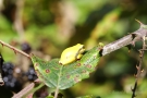 Ein Brombeerblatt bietet den kleinen Laubfröschen (Hyla arborea) reichlich Platz