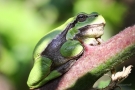 Die Stacheln bilden offensichtlich keine Gefahr für den Laubfroschn (Hyla arborea)