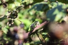 Auch auf den Brombeerästen findet ein Laubfroschn (Hyla arborea) Platz