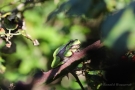 Laubfrosch (Hyla arborea) in den Niederlanden