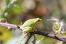 Auch dieser Laubfroschn (Hyla arborea) macht es sich zwischen den Stacheln gemütlich