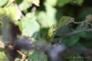 Laubfrosch (Hyla arborea) in den Niederlanden