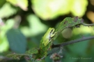 Laubfrosch (Hyla arborea) in den Niederlanden