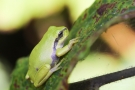 Schatten ist für den Laubfrosch (Hyla arborea) doof, für den Fotografen oft besser
