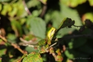 Die Laubfröschen (Hyla arborea) werden auch als Wetterfrösche bezeichnet, weil sie der Sonne entgegenklettern