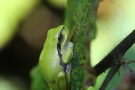Auch steilste Aufstiege bewältigen die Laubfröschen (Hyla arborea) ohne Mühe