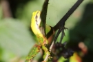 Auch steilste Aufstiege bewältigen die Laubfrösche (Hyla arborea) ohne Mühe