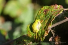 Die Sonne ist für den Laubfrosch (Hyla arborea) gut, für den Fotografen oft nicht