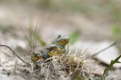 Gelbbauchunke (Bombina variegata)