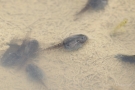 Kaulquappen der Gelbbauchunke (Bombina variegata)