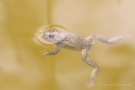 Gelbbauchunke (Bombina variegata)