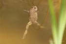 Gelbbauchunke (Bombina variegata)