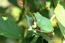 Laubfrosch (Hyla arborea) in den Niederlanden