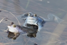 Moorfrösche (Rana arvalis) im Nationalpark De Meinweg