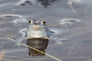 Moorfrosch (Rana arvalis) im Nationalpark De Meinweg