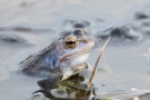 Moorfrosch (Rana arvalis) im Nationalpark De Meinweg