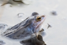 Moorfrosch (Rana arvalis) im Nationalpark De Meinweg
