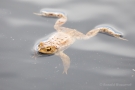 Erdkröte (Bufo bufo-Komplex) im Nationalpark De Meinweg