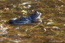 Moorfrosch