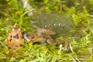 Liebestolle Frösche im Gartenteich