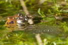 Liebestolle Frösche im Gartenteich