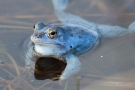 Moorfrosch (Rana arvalis) im Nationalpark De Meinweg