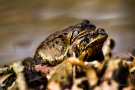 Frosch-Liebe an der Kall 2