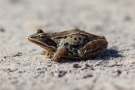 Moorfrosch (Rana arvalis) im Nationalpark De Meinweg