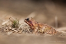 Moorfrosch (Rana arvalis) im Nationalpark De Meinweg