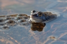 Moorfrosch im Nationalpark De Meinweg