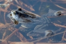 Moorfrösche (Rana arvalis) im Nationalpark De Meinweg