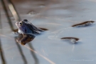 Moorfrosch im Nationalpark De Meinweg