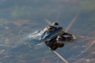 Moorfrösche (Rana arvalis) im Nationalpark De Meinweg