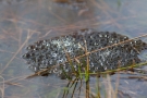Moorfrosch-Froschlaich im Nationalpark Meinweg