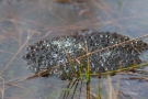 Moorfrosch-Froschlaich im Nationalpark Meinweg