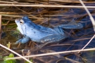 Moorfrosch (Rana arvalis) im Nationalpark De Meinweg