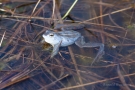 Moorfrosch (Rana arvalis) im Nationalpark De Meinweg